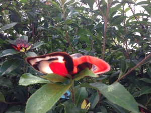 chocolate butterflies how to cook that