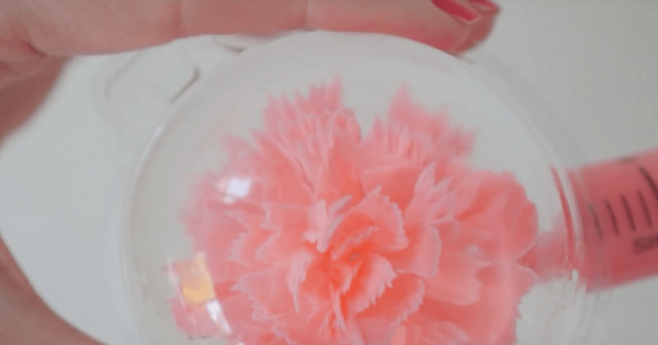 raindrop cake with flowers raindrop cake with flowers