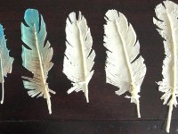 chocolate feathers cake topper decoration