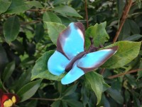 dainty chocolate butterflies