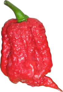 Carolina reaper