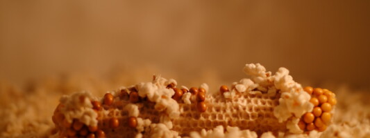 popping corn on the cob ann reardon